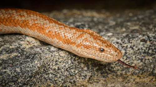 Rosy Boa observed near Los Angeles County, US-CA, US, (c) Tom Mills, some rights reserved (CC BY-NC)