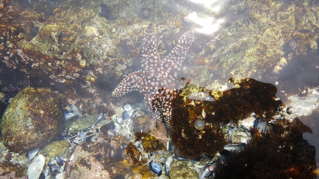 Giant Sea Star in May 2019 by Diana L Guerrero · iNaturalist