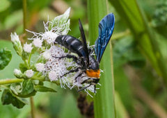 Campsomeriella