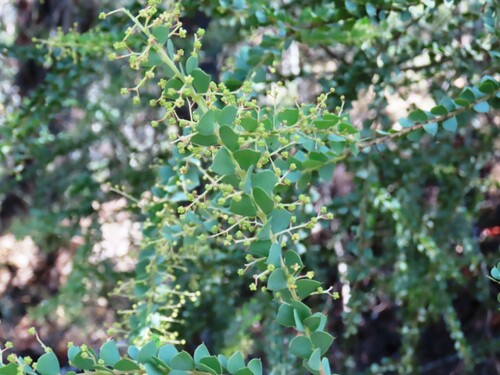 Image of Acacia pravissima by (c) Elspeth Swan, some rights reserved (CC BY)