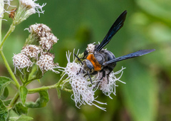Campsomeriella