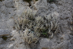 Tillandsia pueblensis