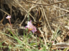 Lon melane vitellina