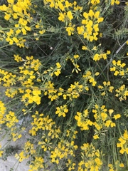 Coronilla