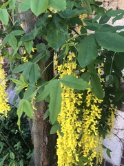 Laburnum × watereri