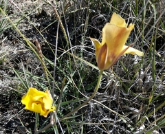 Calochortus aureus