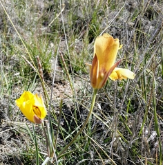 Calochortus aureus