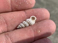 Epitonium humphreysii