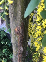 Laburnum × watereri