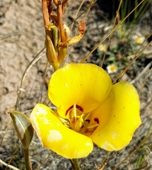 Calochortus aureus