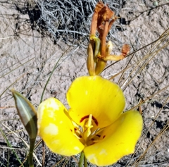 Calochortus aureus
