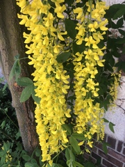 Laburnum × watereri