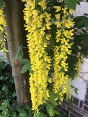 Laburnum × watereri