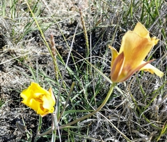 Calochortus aureus