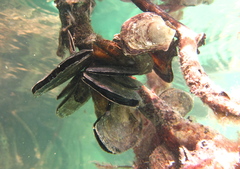 Isognomon alatus