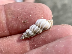 Epitonium humphreysii