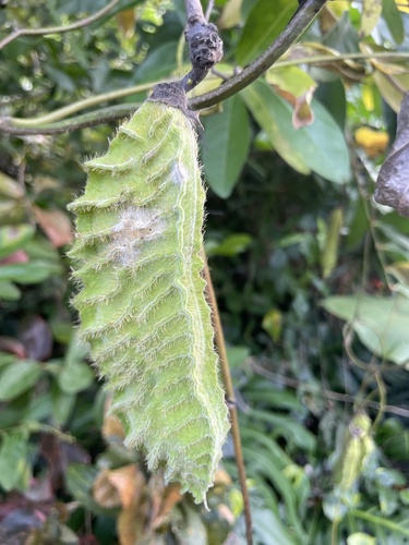 Mucuna sloanei, 2024-07-07
