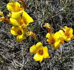 Calochortus aureus