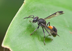 Ropalidia sumatrae