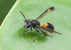 Ropalidia sumatrae