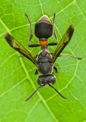 Ropalidia sumatrae