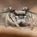 Habronattus festus - Photo (c) Marshal Hedin, some rights reserved (CC BY-NC-SA), uploaded by Marshal Hedin