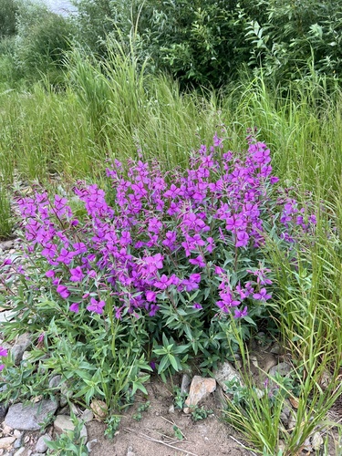 Dwarf Fireweed
