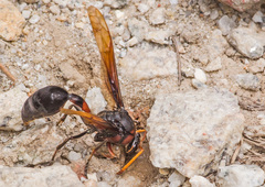 Delta pyriforme circinale