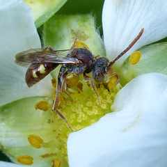Nomada cuneata