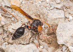 Delta pyriforme circinale