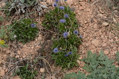 (c) Fethullah ÖZTÜRK, some rights reserved (CC BY) Globularia trichosantha, photograph (c) Fethullah ÖZTÜRK, some rights reserved (CC BY)