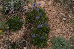 Globularia trichosantha, photograph (c) Fethullah ÖZTÜRK, some rights reserved (CC BY)