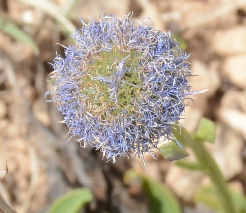 Globularya (Globularia trichosantha)