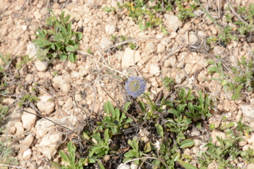 Image of Globularia trichosantha by (c) Fethullah ÖZTÜRK, some rights reserved (CC BY)