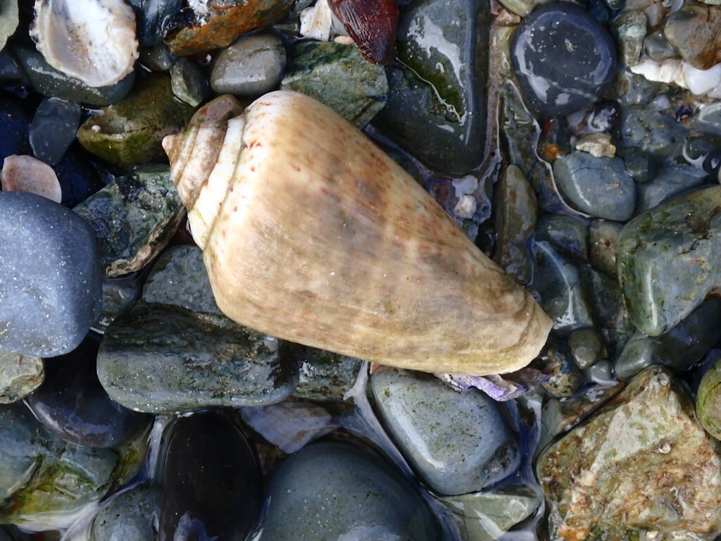 Strawberry Conch from Diggers Camp NSW 2462, Australia on July 9, 2024 ...