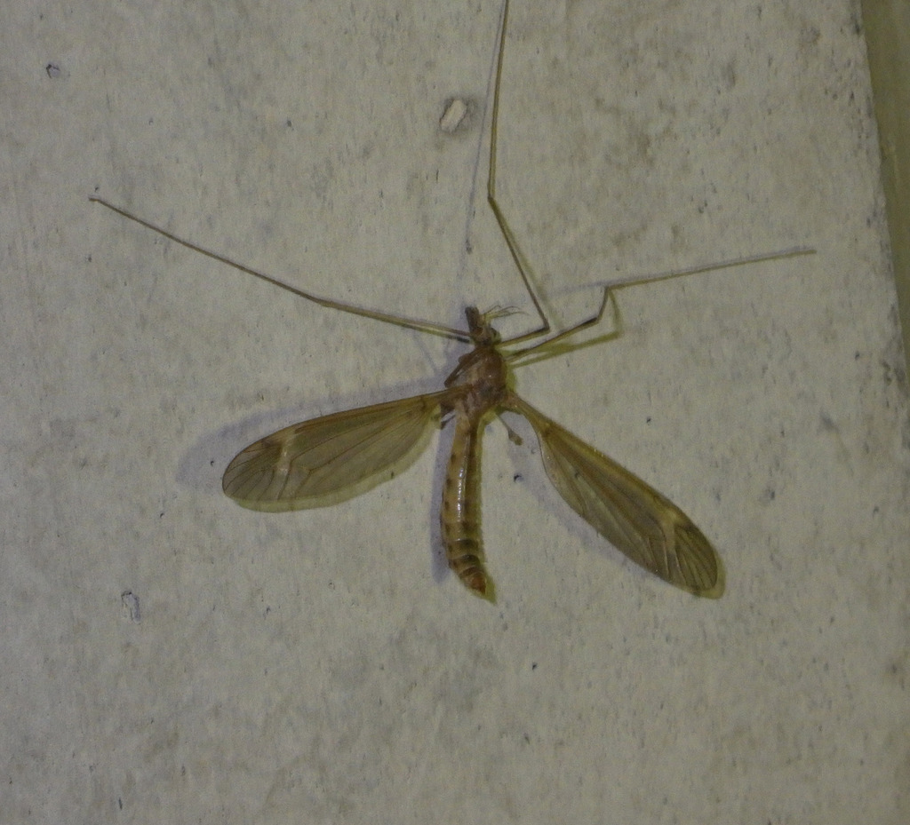 Tipula helvola
