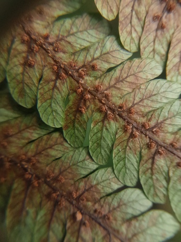 Alsophila oinops