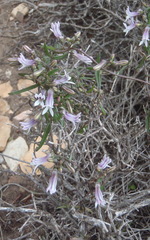 Cyphia dentariifolia