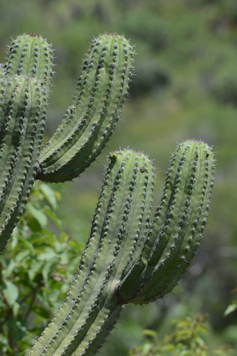 Pataki Polacki (Polaskia chichipe)