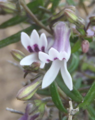 Cyphia dentariifolia