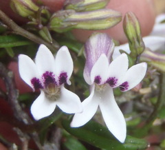 Cyphia dentariifolia