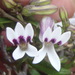 Cyphia dentariifolia - Photo (c) Nicola van Berkel, vissa rättigheter förbehållna (CC BY-SA), uppladdad av Nicola van Berkel