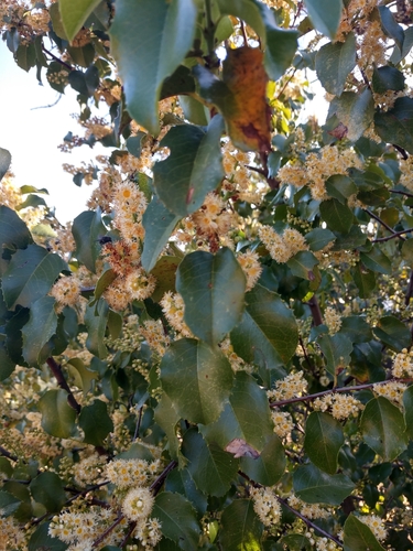 iNaturalist observation photo of hollyleaf cherry