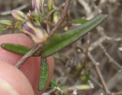 Cyphia dentariifolia