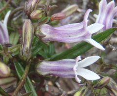 Cyphia dentariifolia
