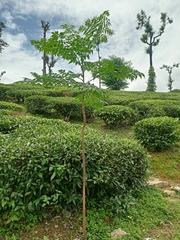 Melia dubia, photograph (c) sibiarasu, some rights reserved (CC BY)