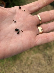 Lepidoptera