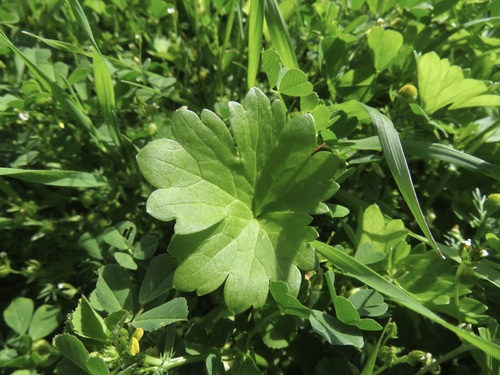 iNaturalist observation photo of buttercups