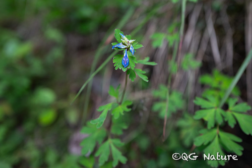 Corydalis barbisepala