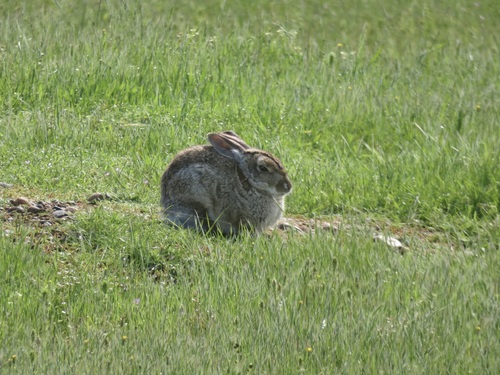 iNaturalist observation photo of Desert Cottontail